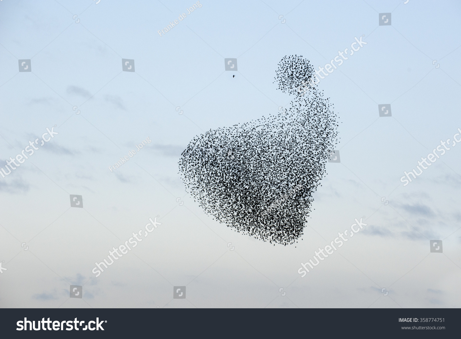 Hunting the starlings #358774751