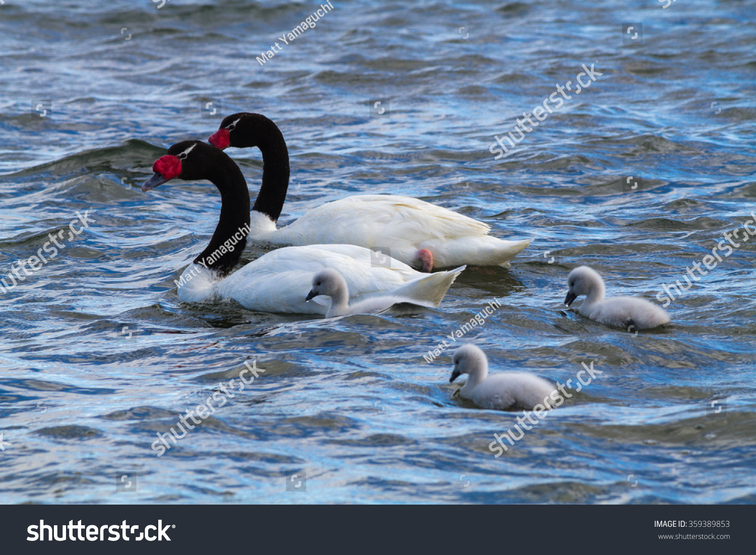 family of black necked swan at patagonia - Royalty Free Stock Photo ...