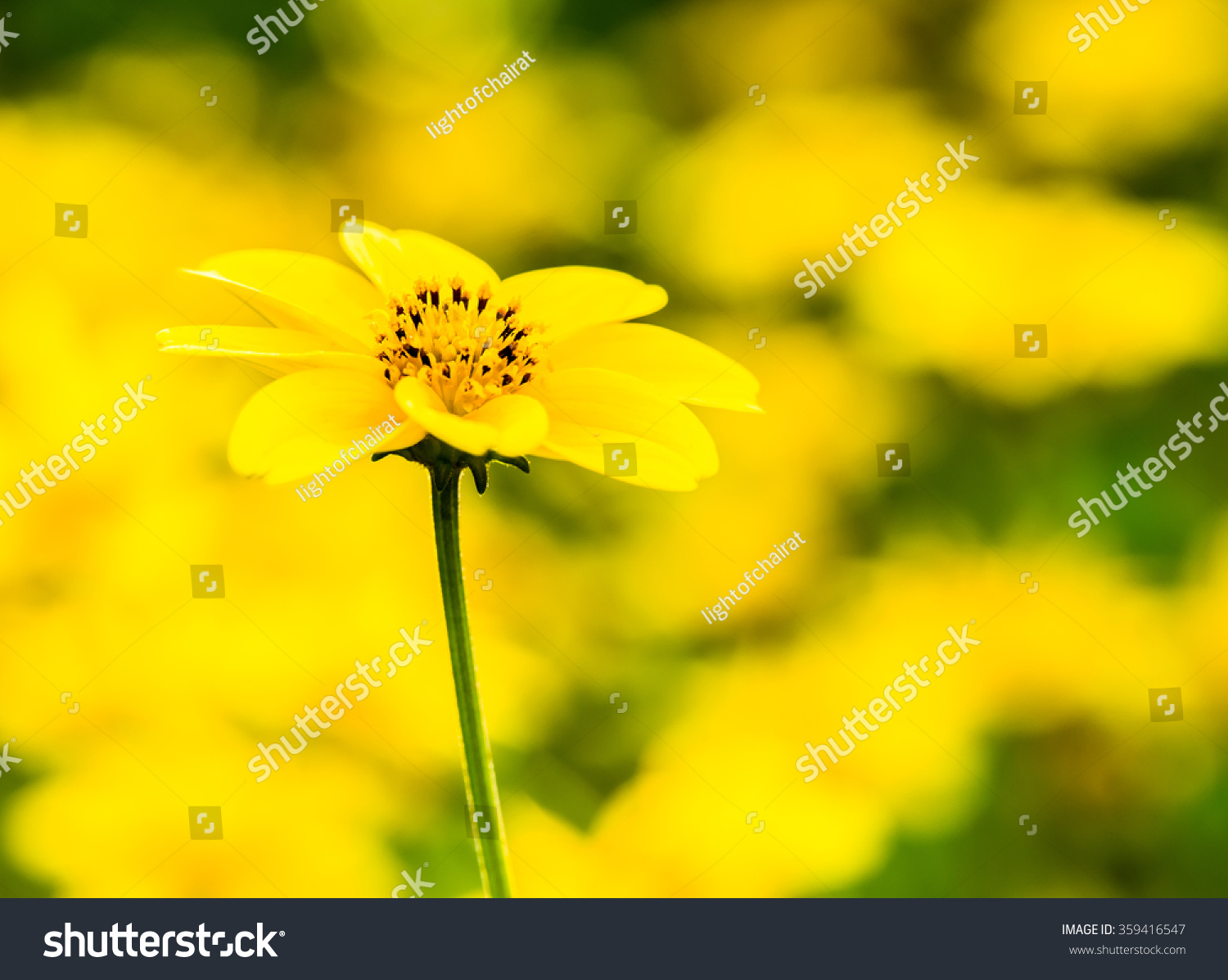 yellow flower in garden #359416547