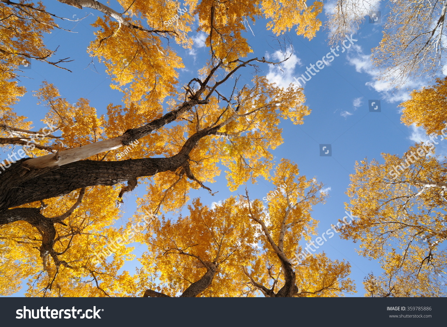 Golden Autumn - Ash trees with golden leaves against blue sky, Autumn, in Golden Colorado, USA. #359785886