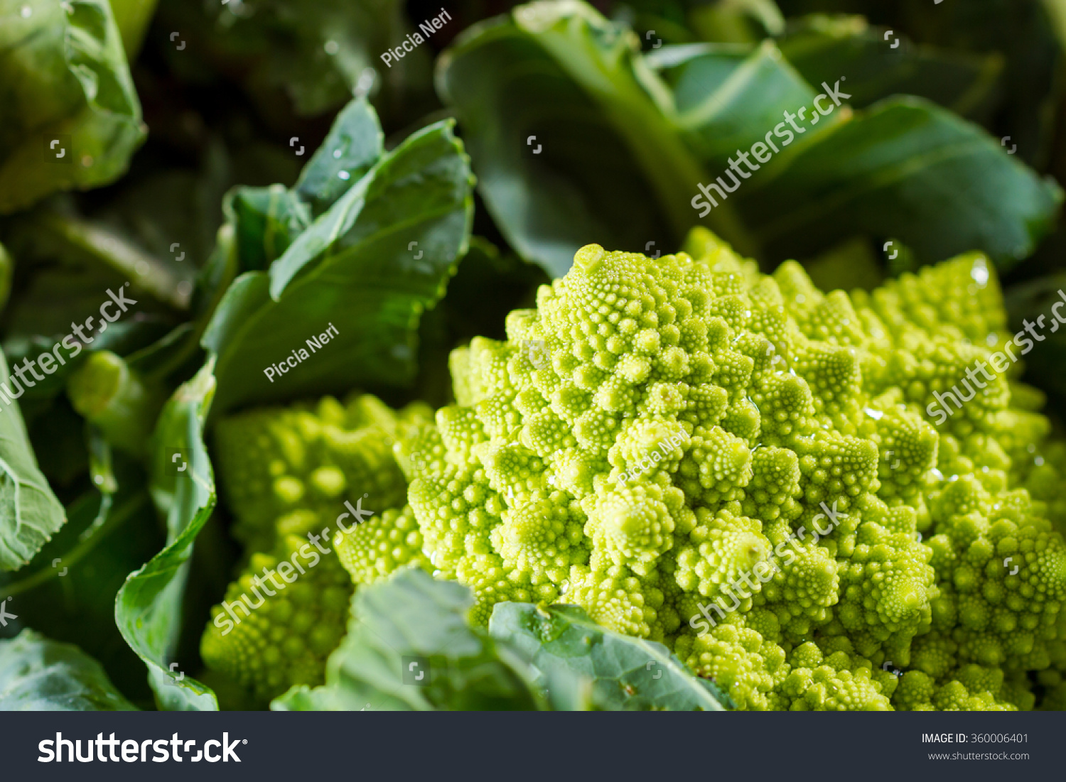 Romanesco cauliflower with its fractal shapes and Fibonacci sequences in focus, with purple broccoli in the foreground and cabbage leaves in the background. #360006401