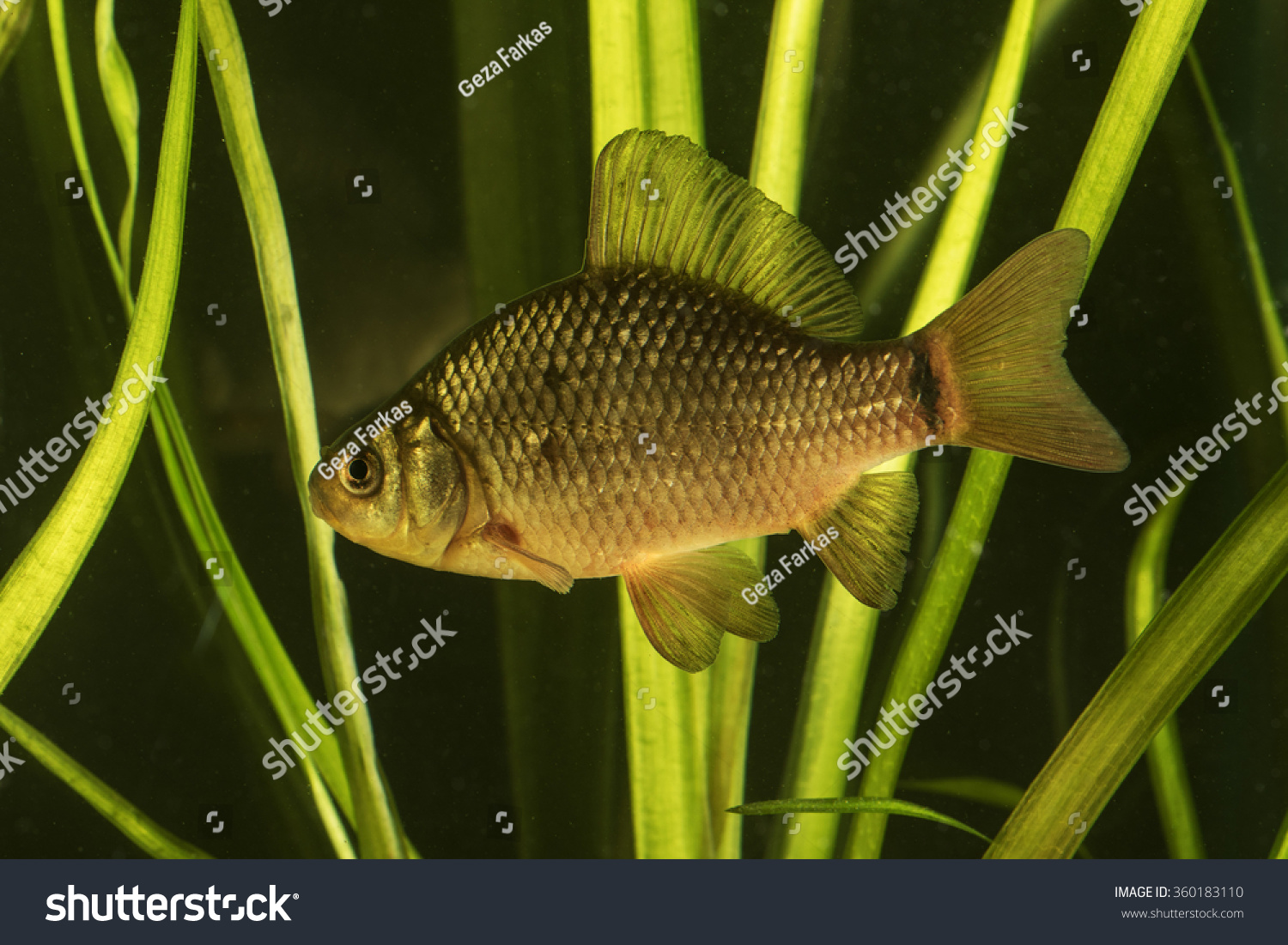 Crucian carp fish swimming  in the pond #360183110