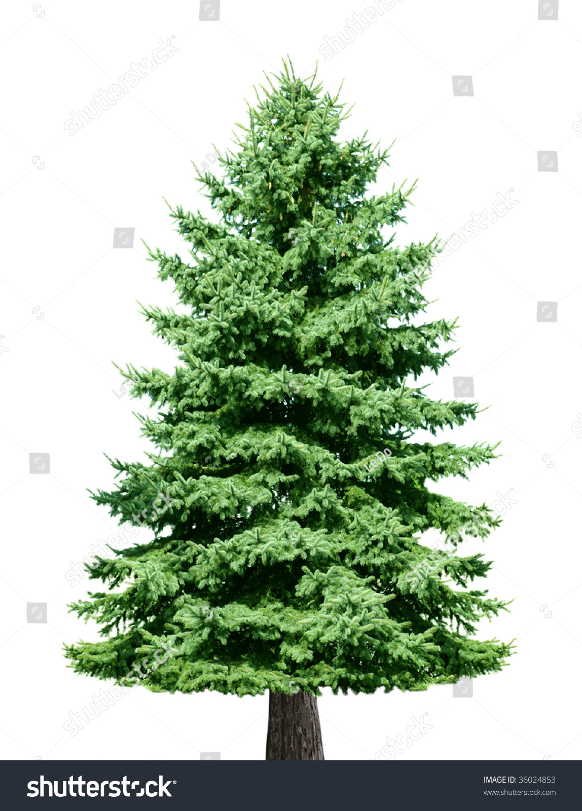 Single pine tree isolated on white background #36024853