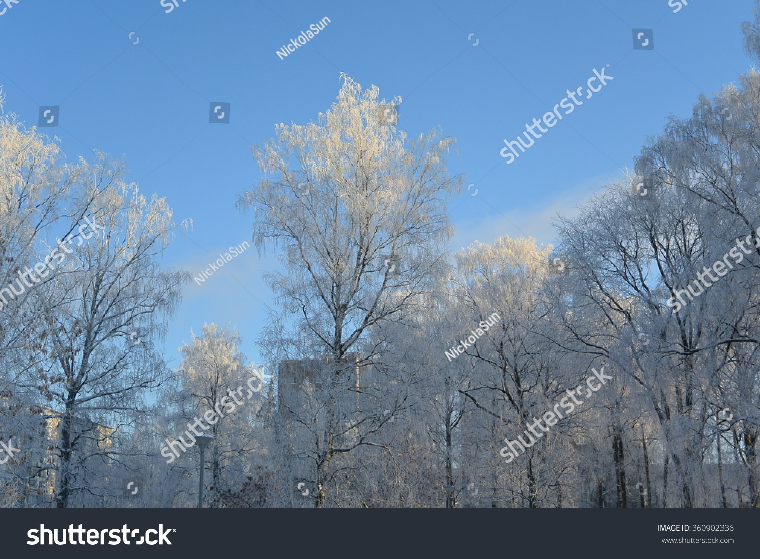 winter trees #360902336