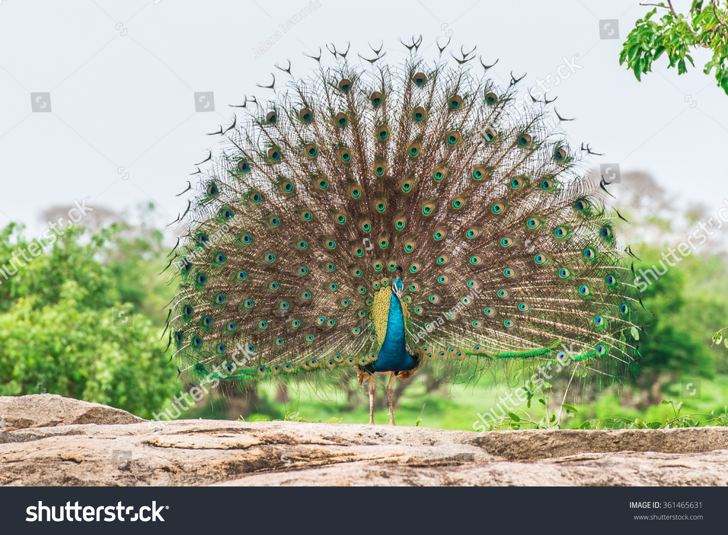 Peacock in national park  Yala, Sri Lanka #361465631
