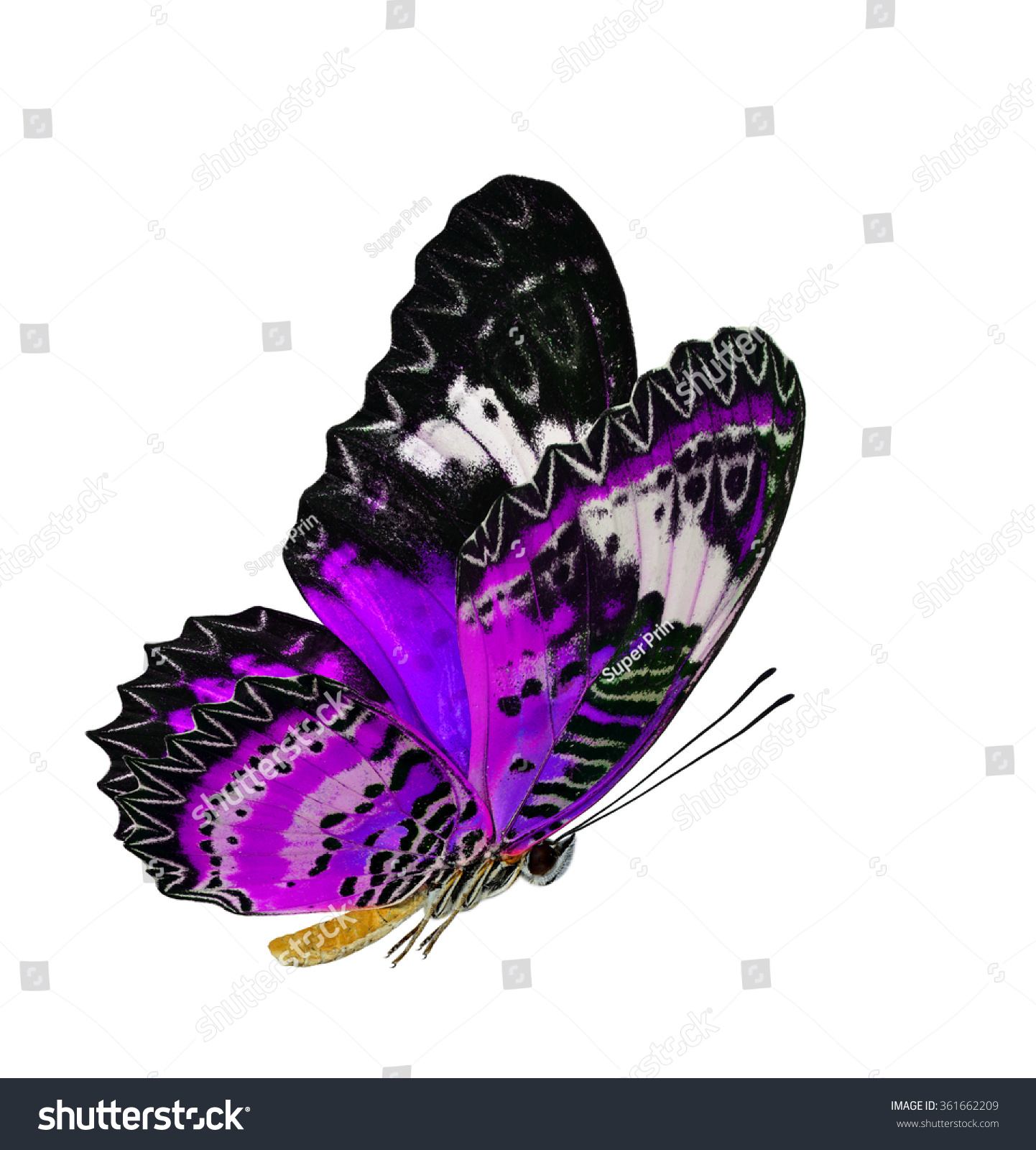 Beautiful flying purple butterfly, the Leopard Lacewing butterfly (Cethosia cyane) in fancy color profile isolated on white background, exotic flying butterfly #361662209