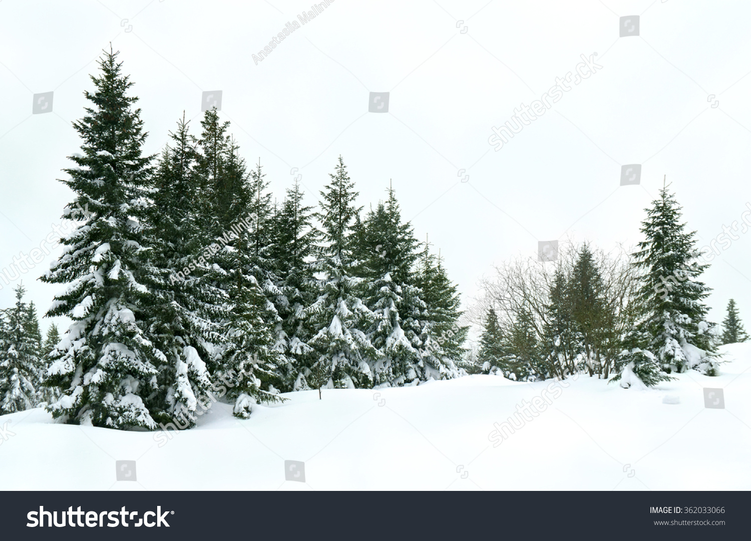 Winter fir forest after snowfall #362033066
