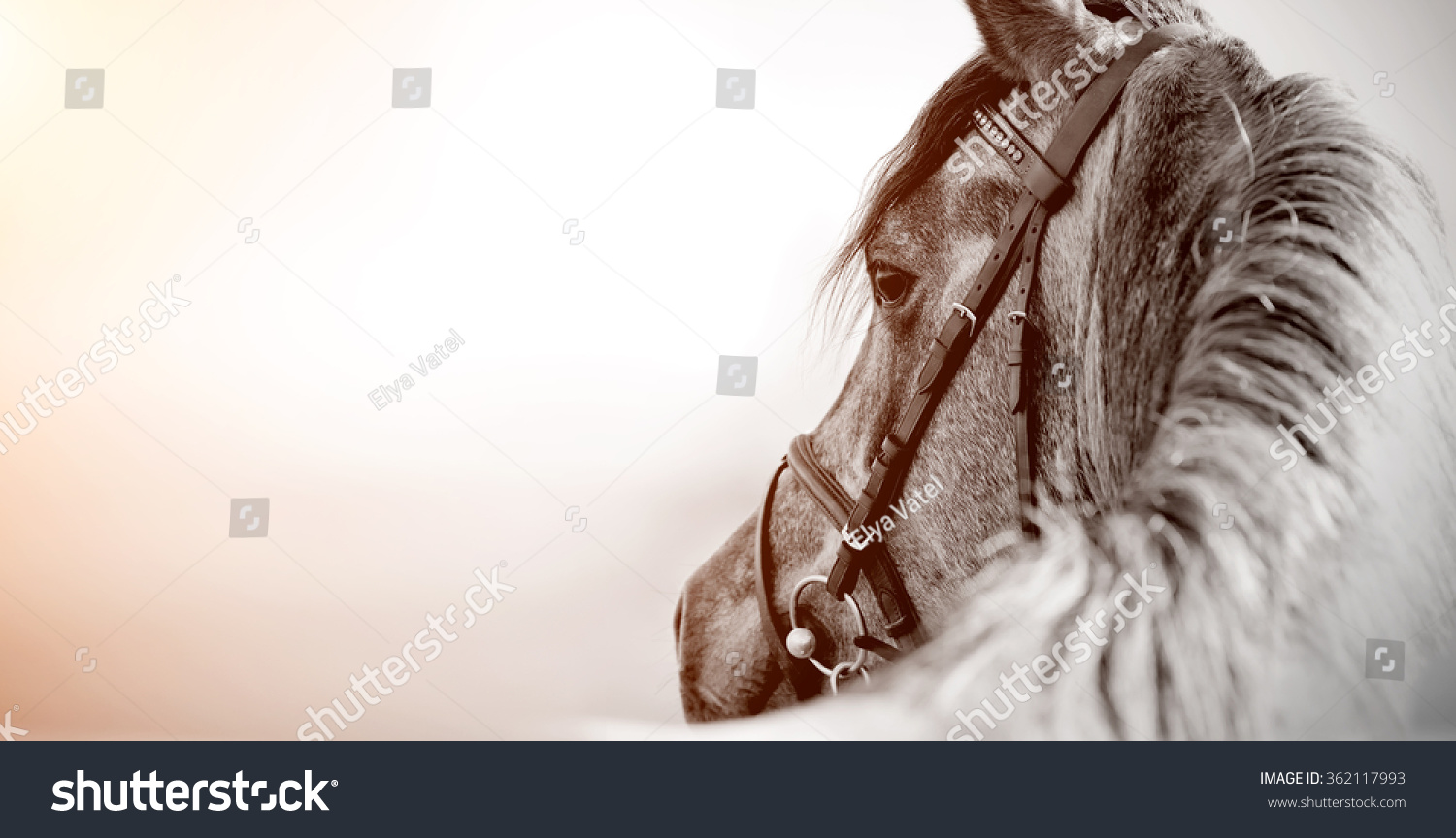 Portrait of a sports stallion in a bridle. #362117993
