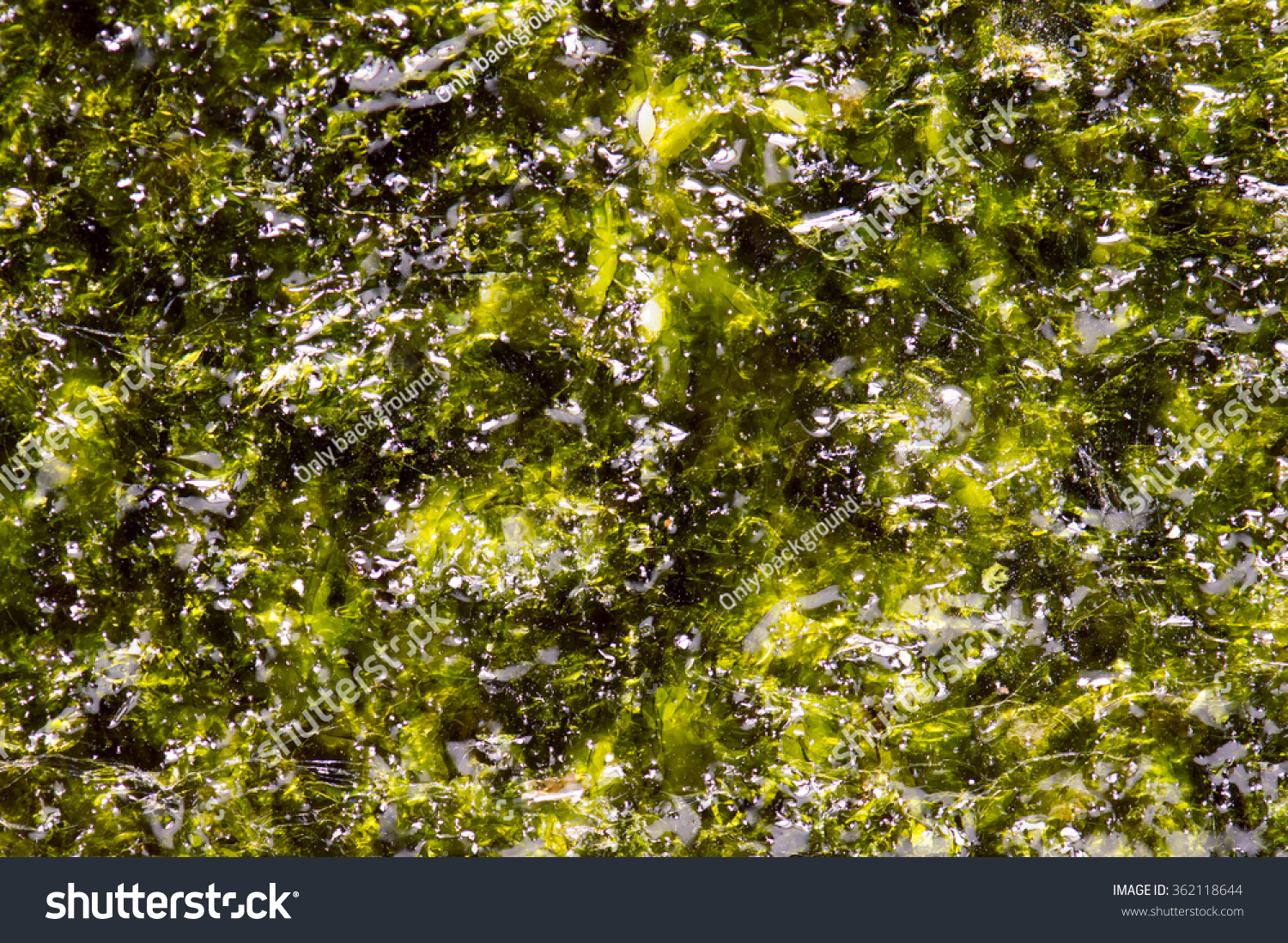 The algae background texture #362118644