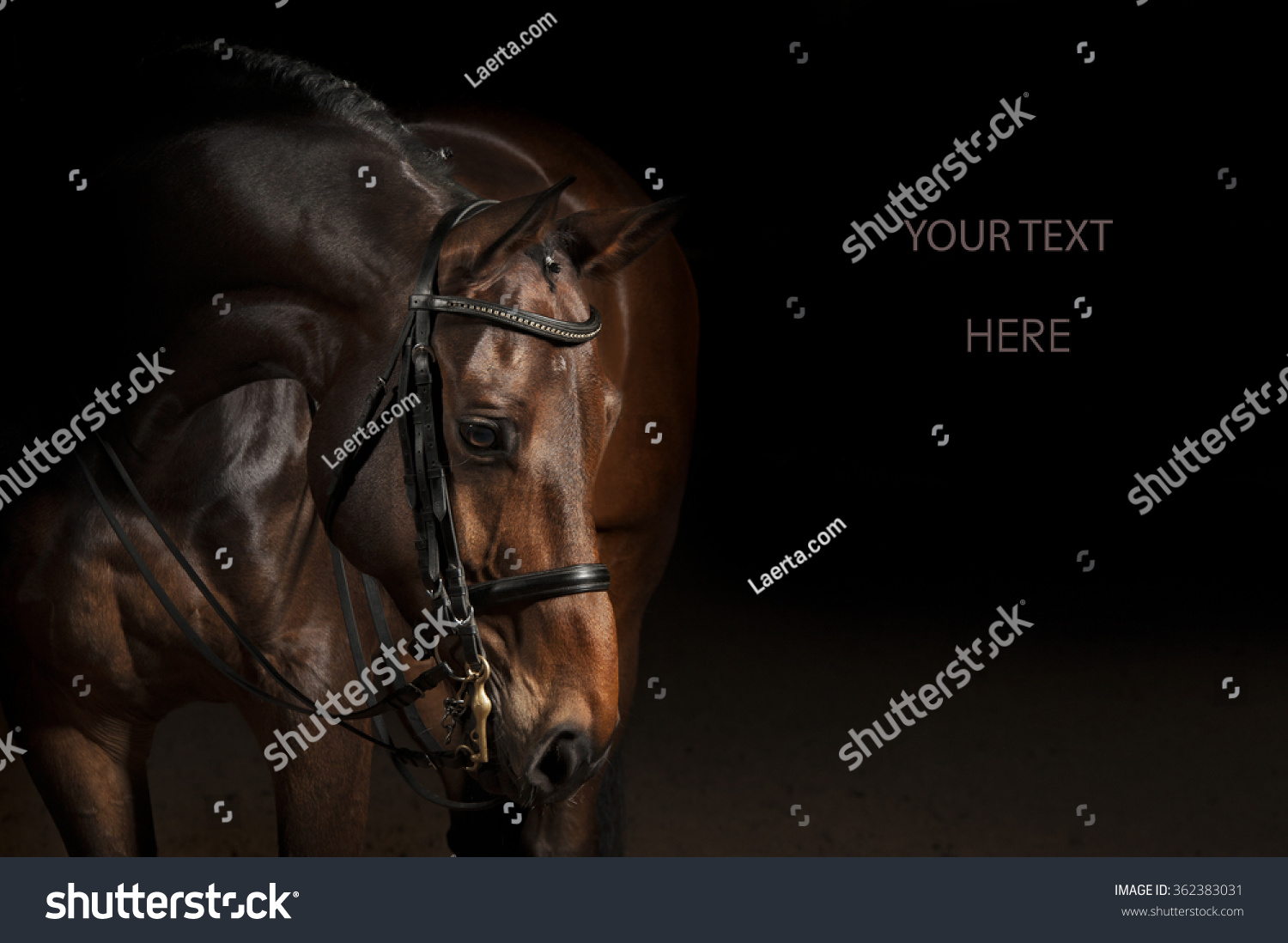 Portrait of a bay sport dressage horse #362383031