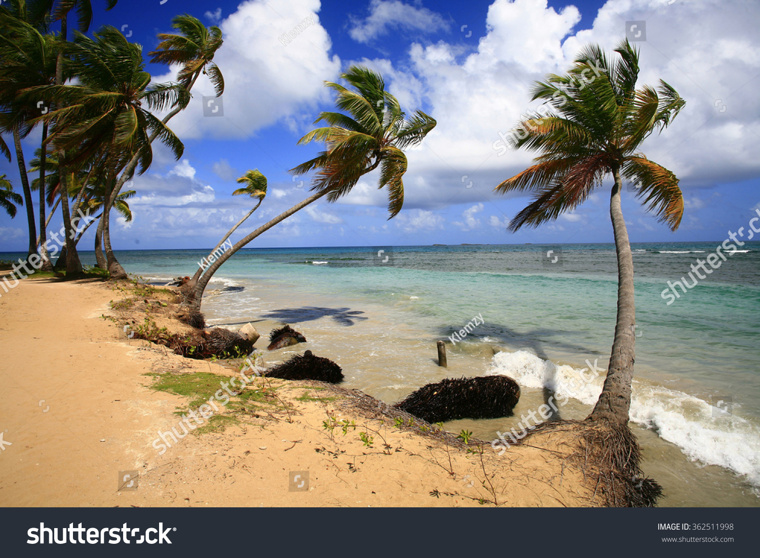 Beautiful Caribbean Beach Palm Trees On The Royalty Free Stock Photo 362511998 Avopix Com