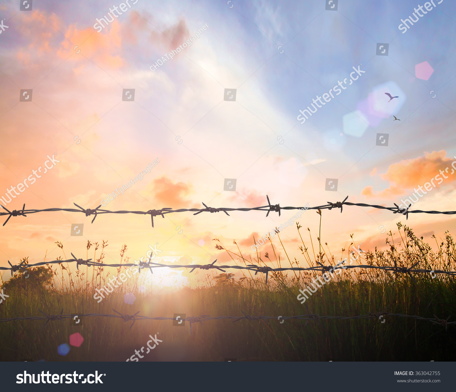 Holocaust memorial days concept: Barbed wire on autumn meadow sunset background #363042755