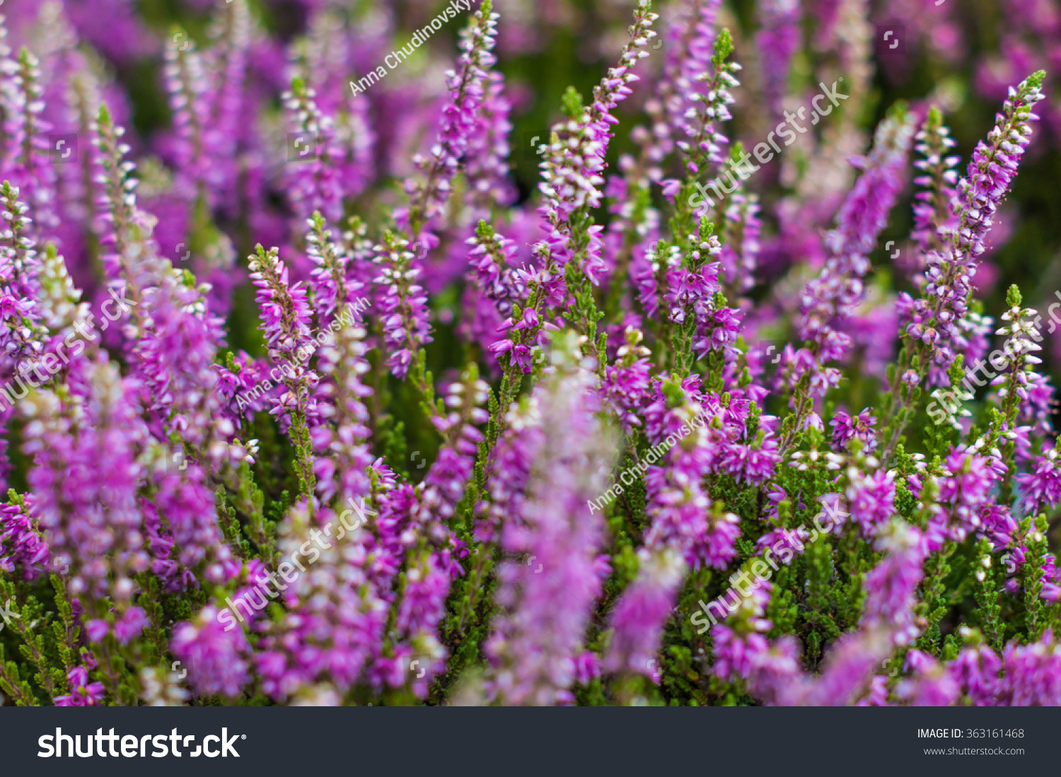 Field of pink heather #363161468