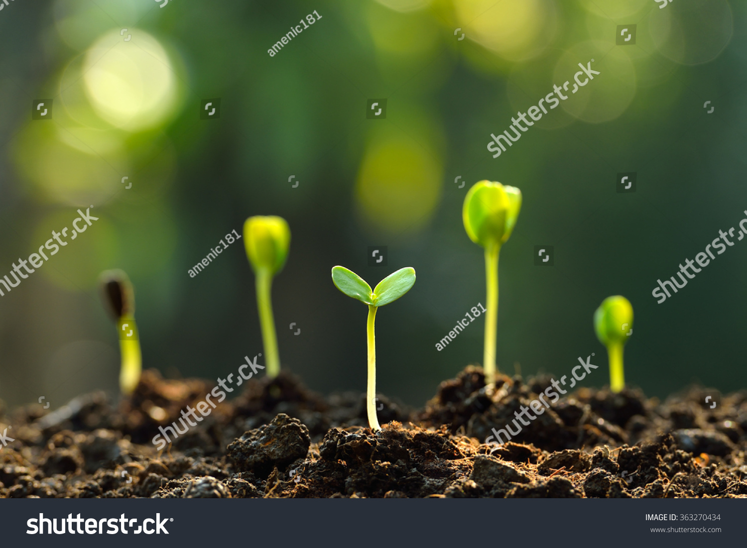 Group of green sprouts growing out from soil
 #363270434