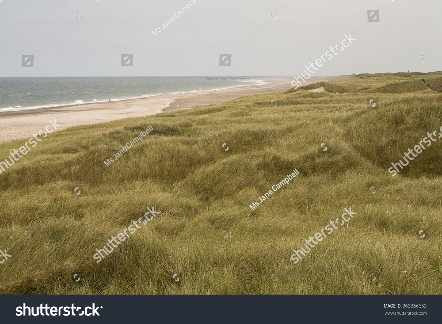 Wind Through the Dune Grass.The dune grasses on the west coast of Denmark are prolific. Swathes of the west coast are covered in the grasses and its subtle colours ripple as the wind moves through it. #363366653