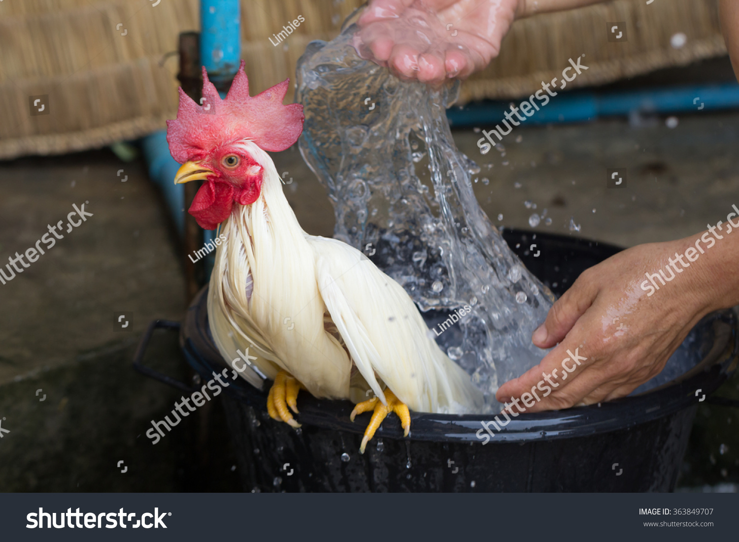 washing chicken #363849707