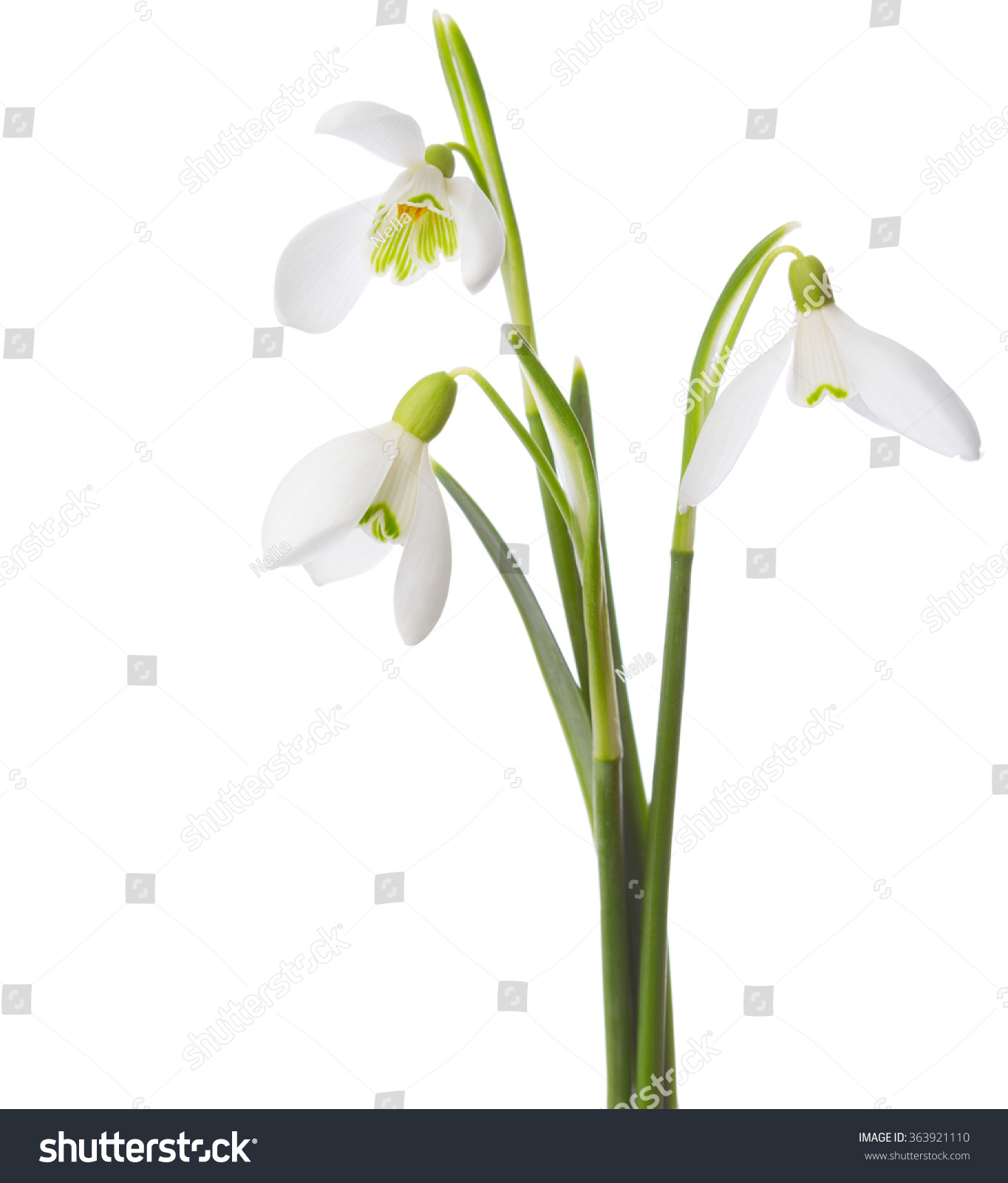 Three  snowdrop flowers isolated on white background #363921110