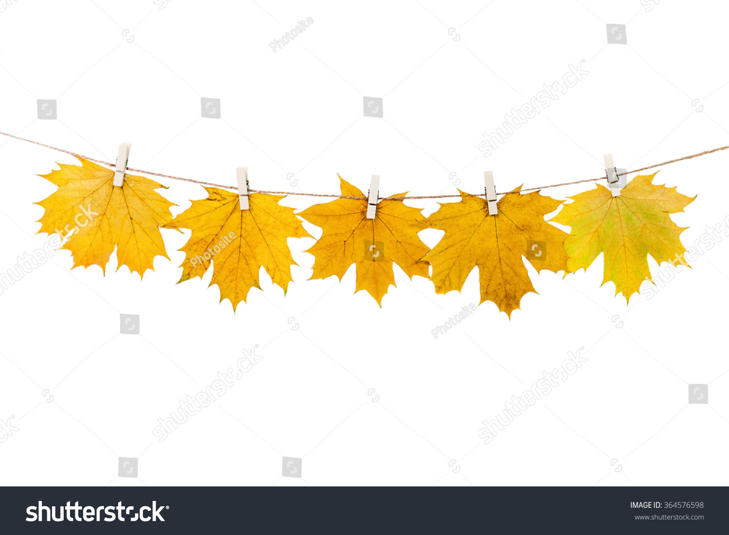clothespins on the rope holding autumn leaves on a white background #364576598