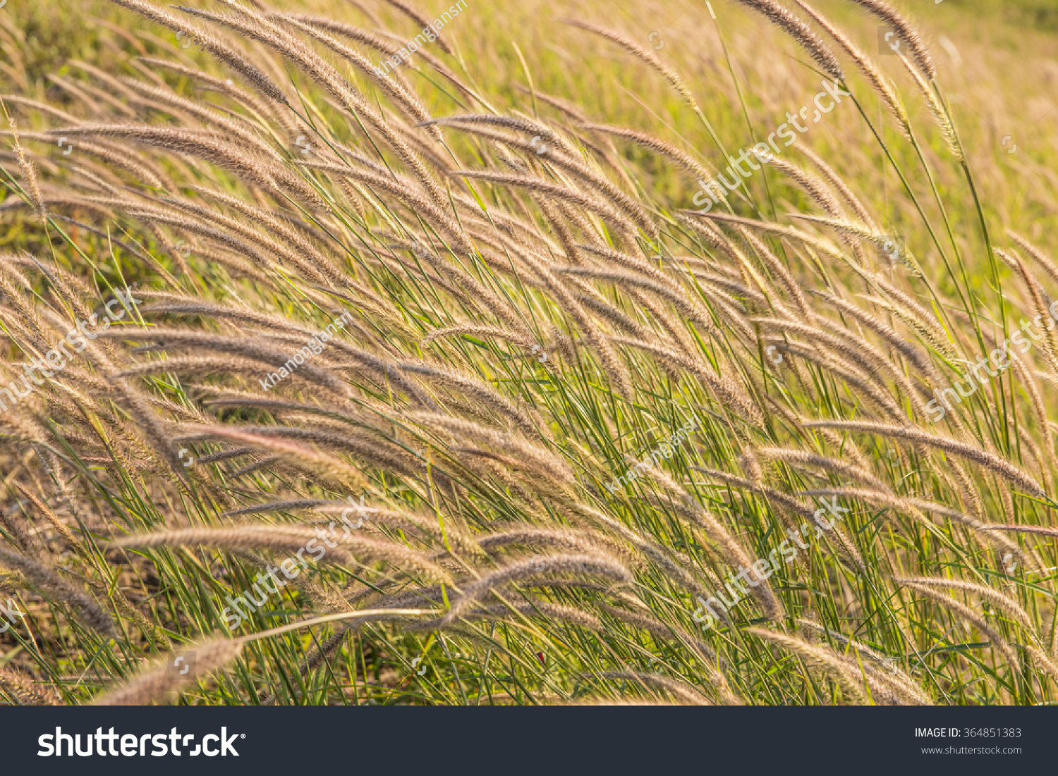 spring grass in sun light and defocus sky on background #364851383