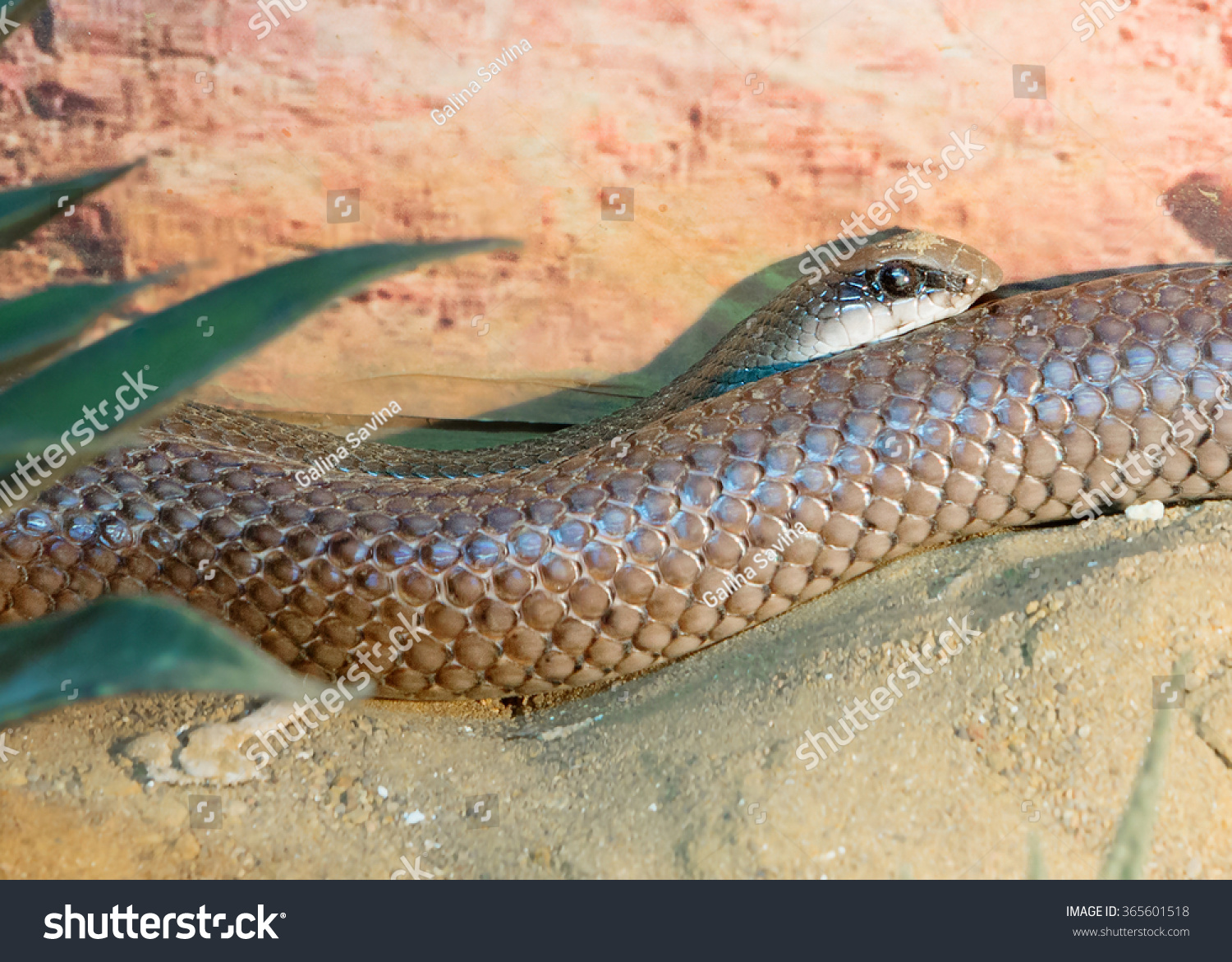 rufous beaked snakes
African genus of snakes of medium and large size. Head short, rounded. Body strong, muscular, movement, quick, impetuous.  #365601518