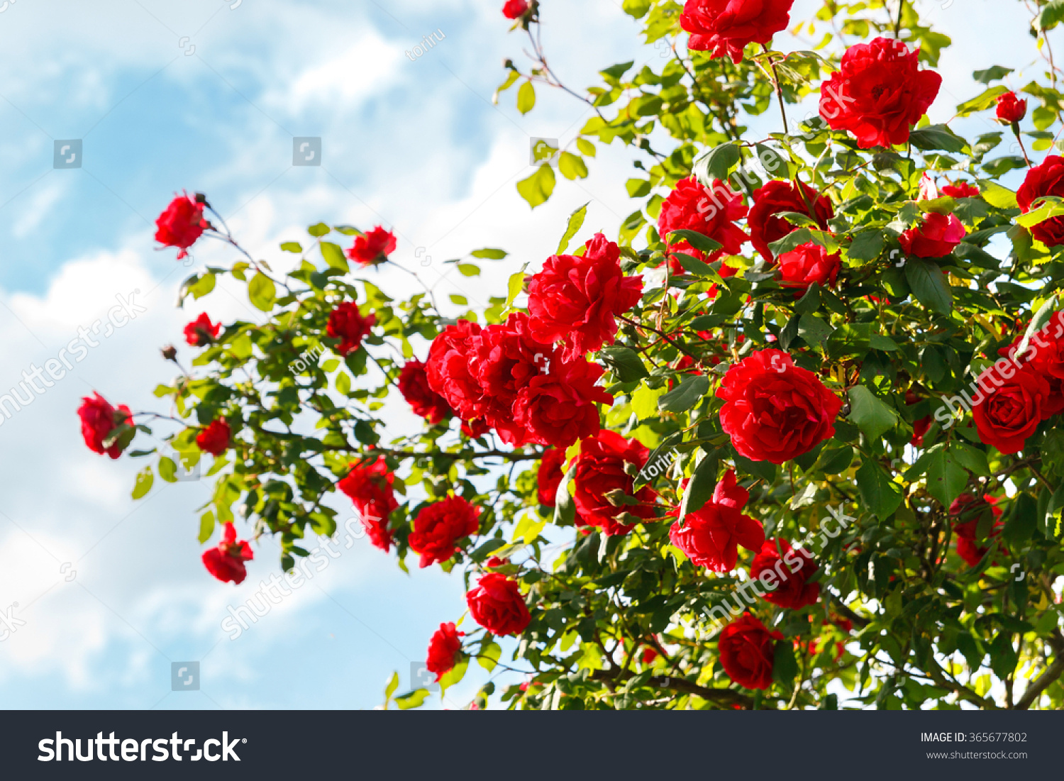 Red roses bush in the garden #365677802