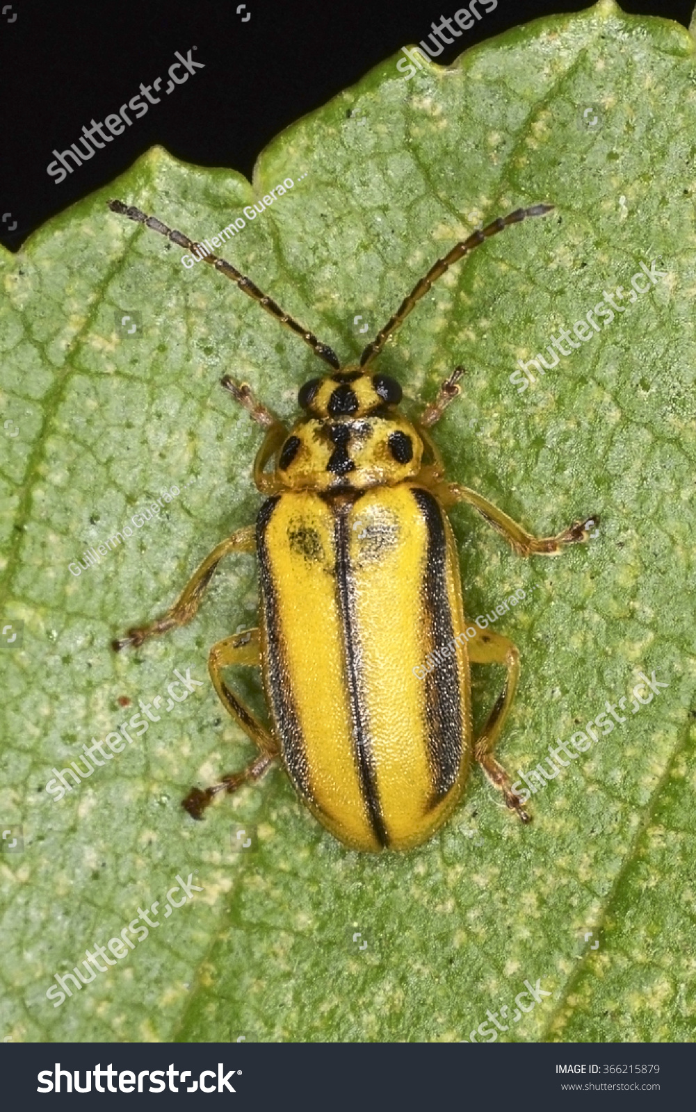Xanthogaleruca luteola (the elm-leaf beetle), an invasive beetle pest species in the family Chrysomelidae. #366215879