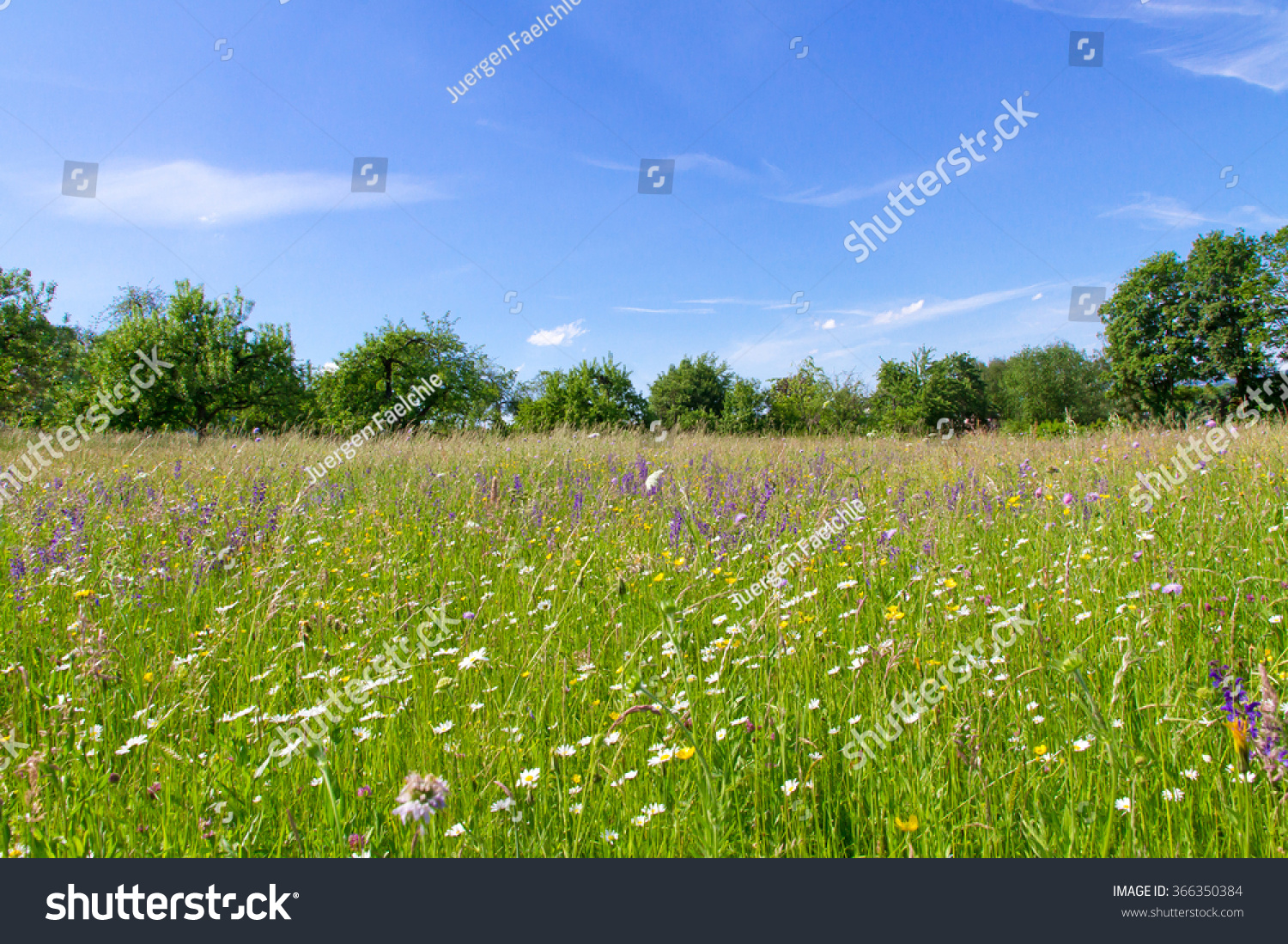 Natural meadow in spring #366350384
