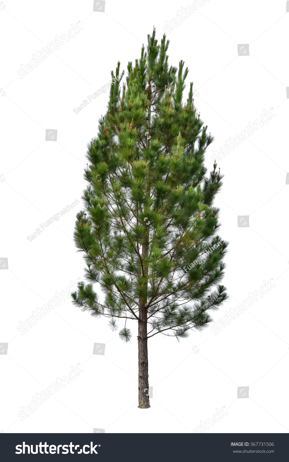 Pine tree isolated on white background. This has clipping path. #367731506