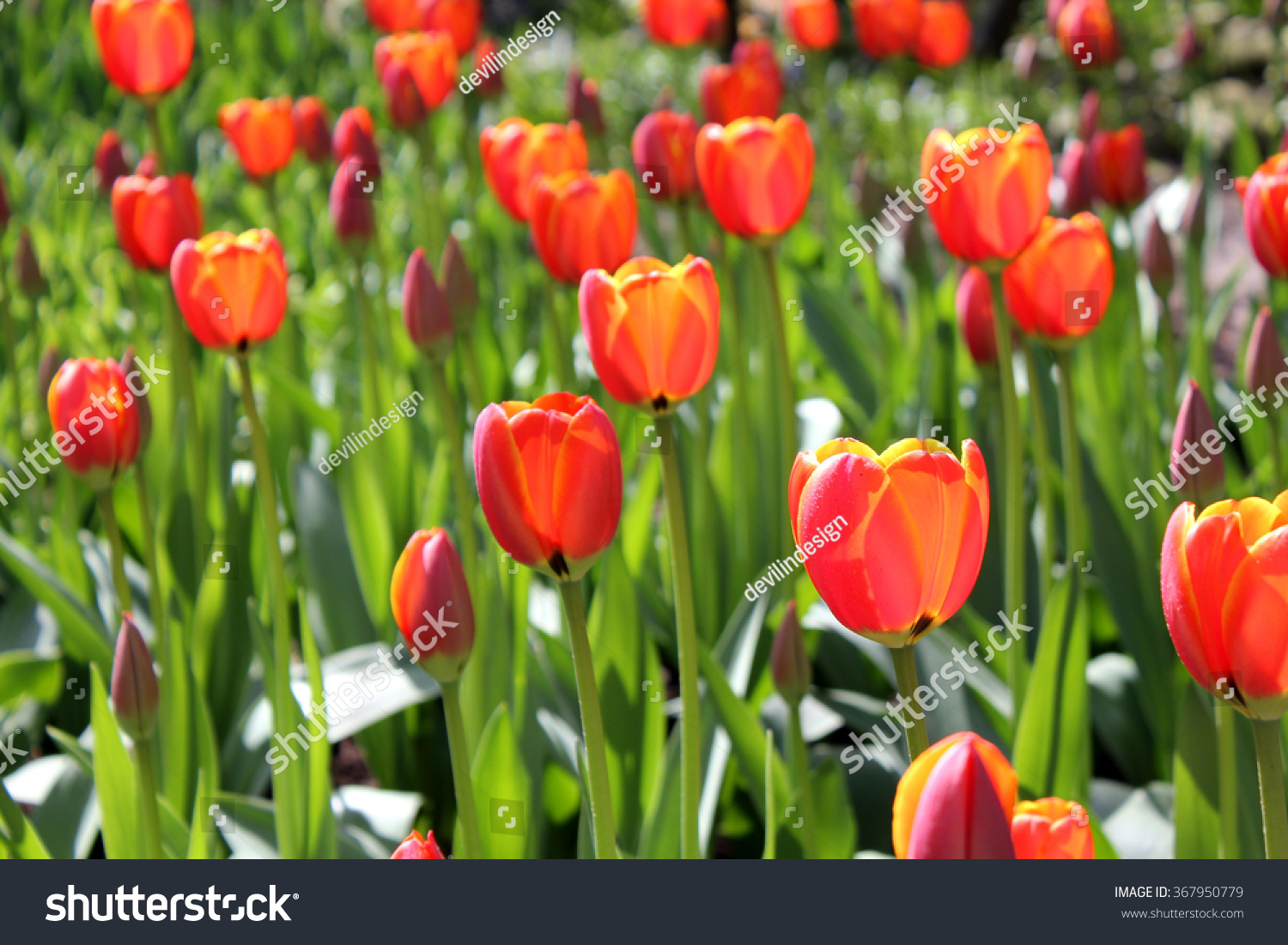 Tulip Background #367950779