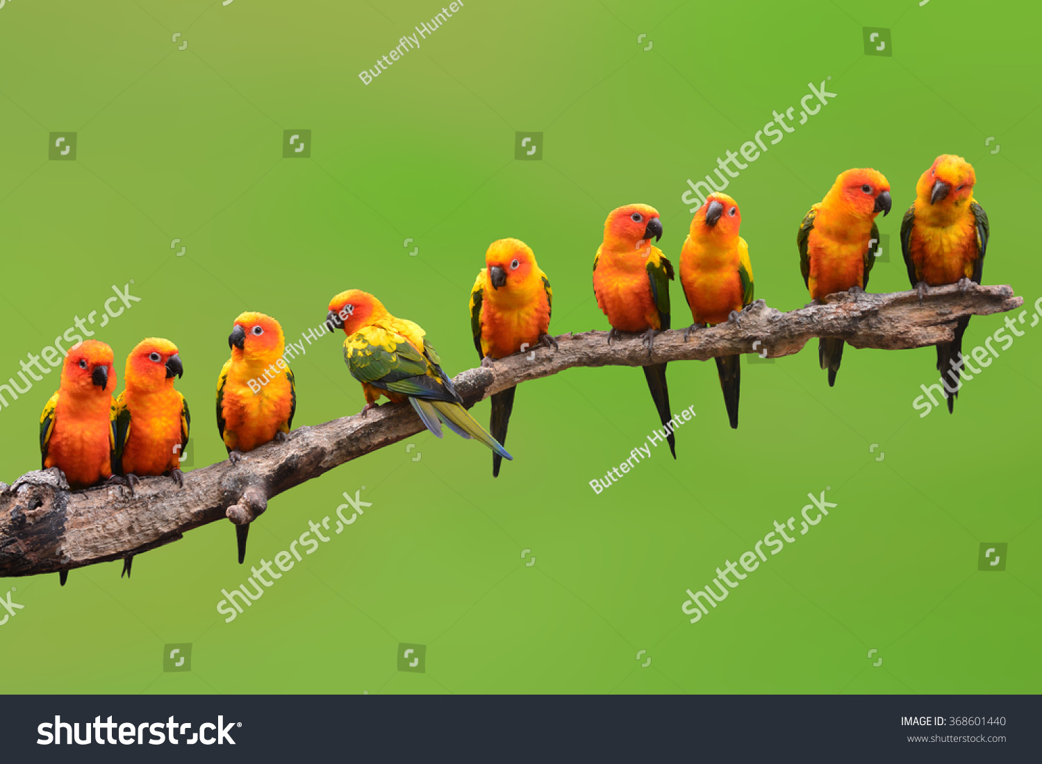 Nine of Sun Conure Parrot bird perching on a branch on green background #368601440