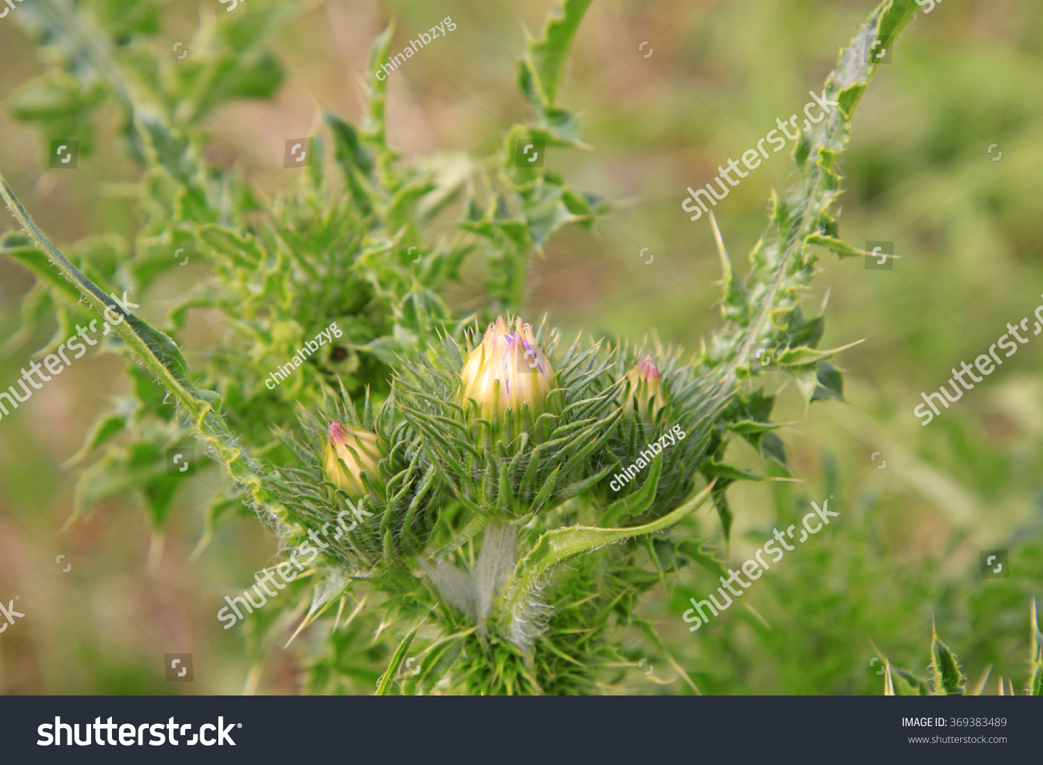 thistle flowerÃ¯Â¼?medicinal plants in the fields, closeup of photo #369383489