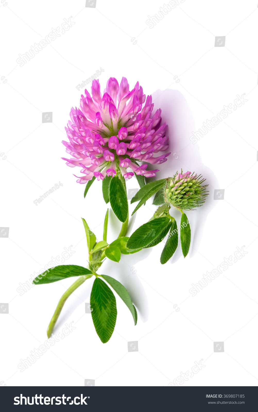clover flowers isolated on white background #369807185
