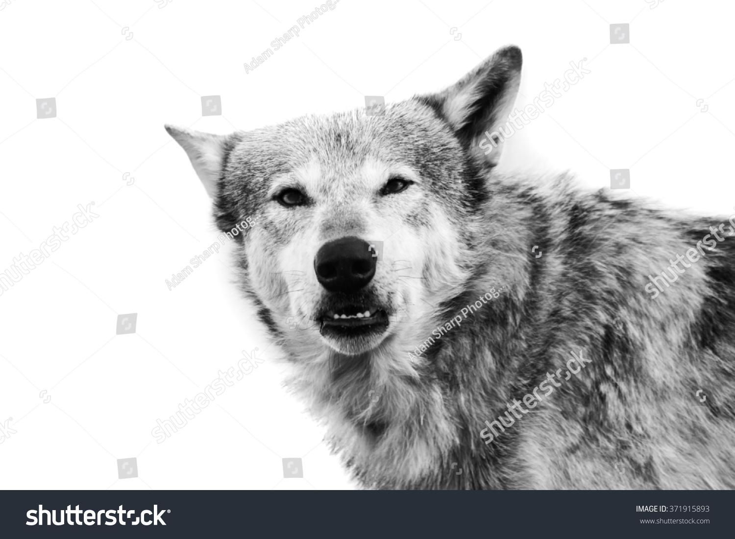Wolf, Black and white wolf head shot . #371915893