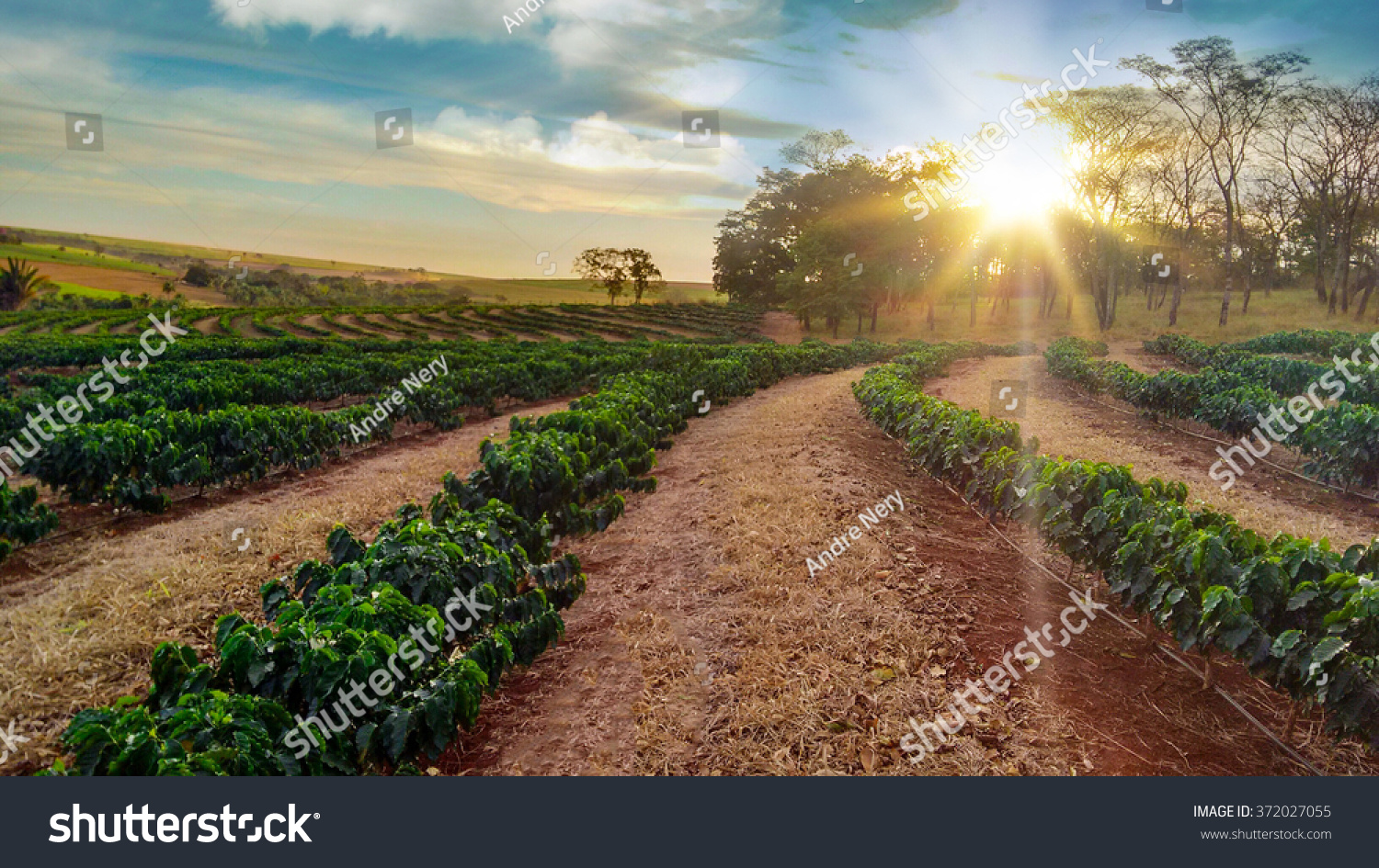 Plantation - Sundown on the coffee plantation landscape #372027055