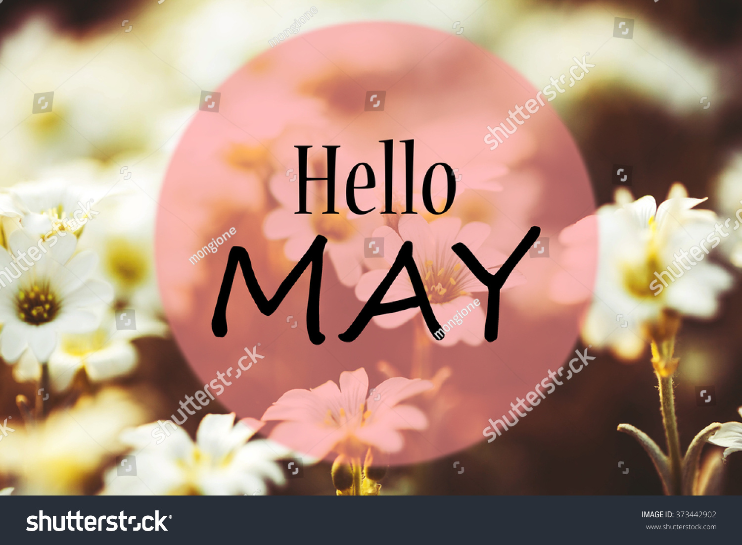 Hello may. Spring #373442902