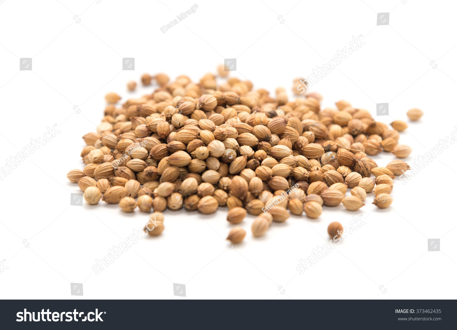 Pile of coriander seeds isolated on white background selective focus #373462435