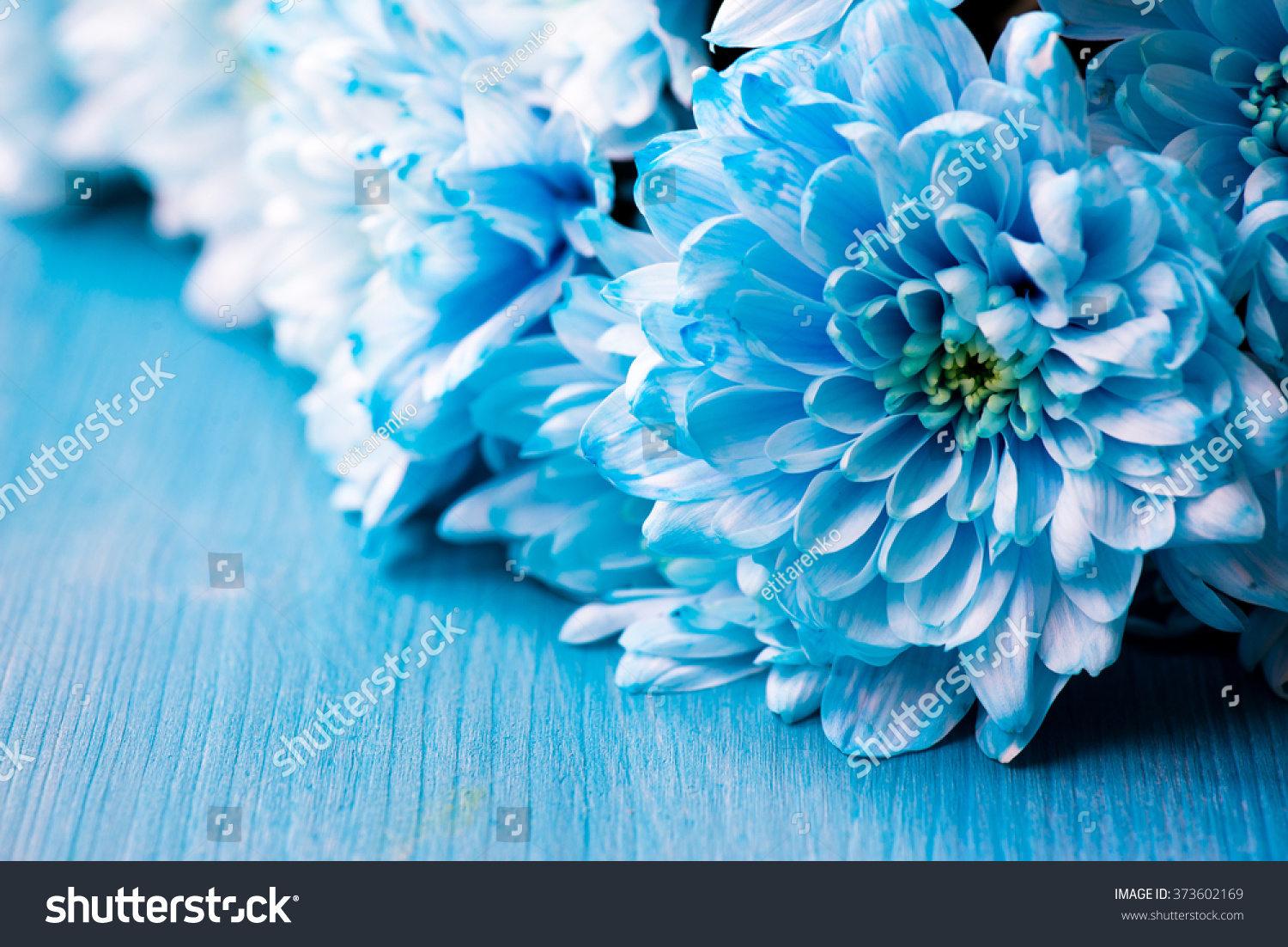 bouquet of fresh blue chrysanthemum flowers #373602169