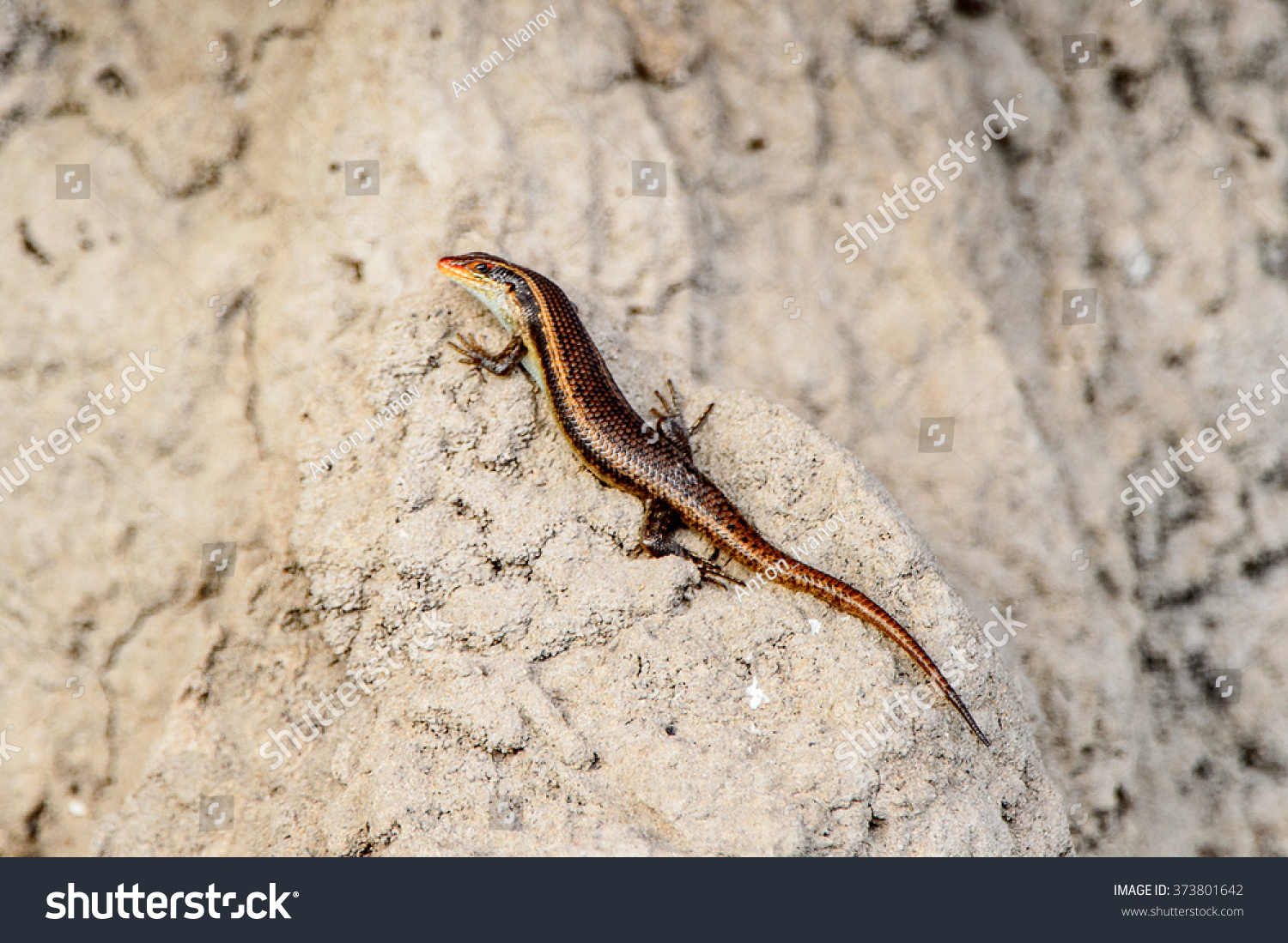 Little lizard on the stone at the Moremi Game Reserve (Okavango River Delta), National Park, Botswana #373801642