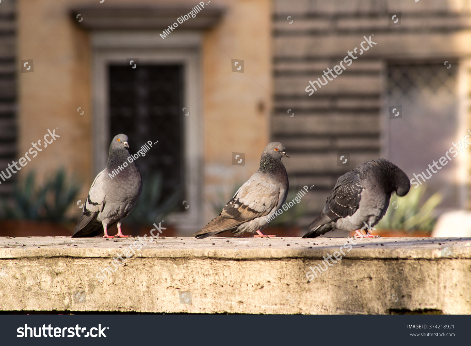 pigeons #374218921