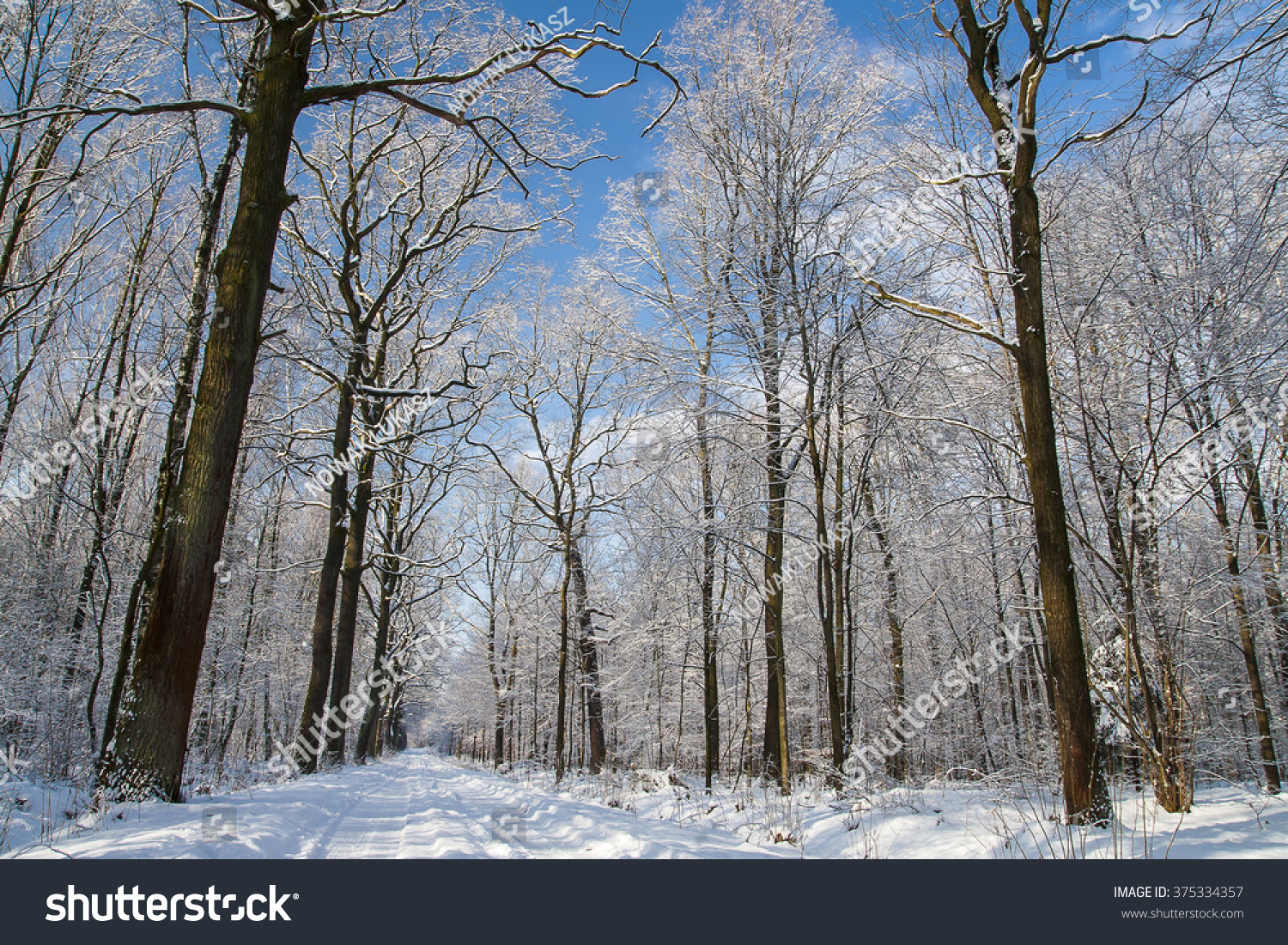 Forest in winter #375334357