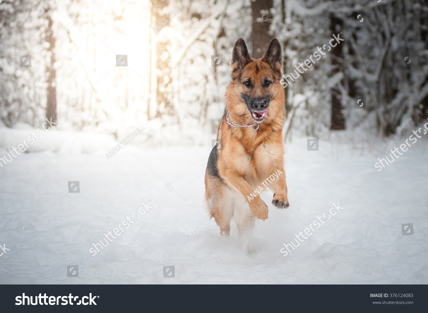German shepherd dog #376124083