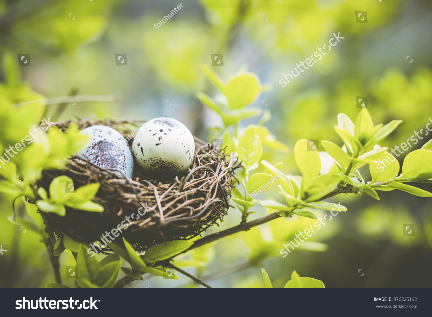 Bird nest on branch with easter eggs for Easter #376225192