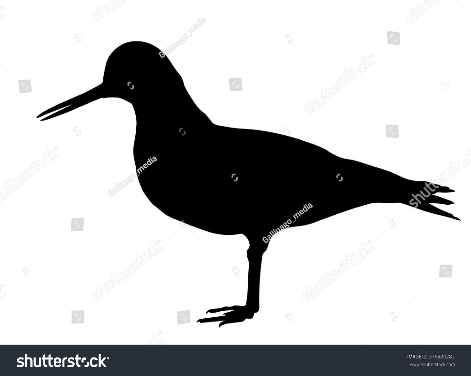 Vector silhouette of standing Oystercatcher - Royalty Free Stock Vector ...