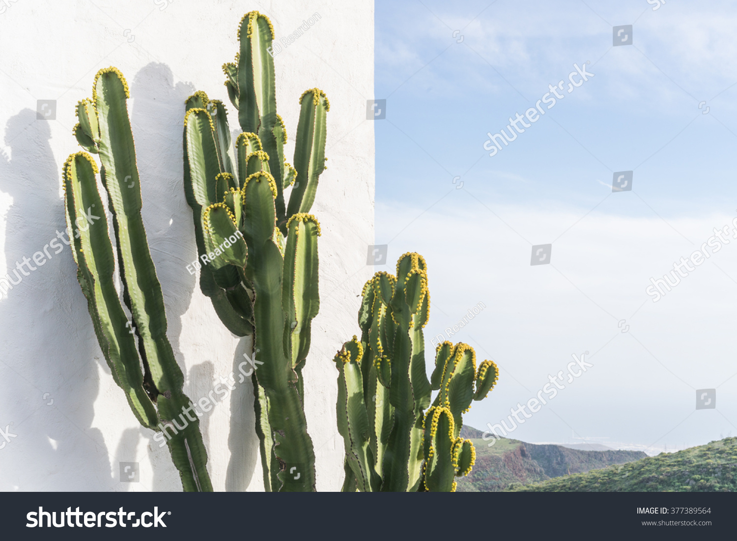 DETAIL VIEW OF THE CARDON CACTUS IN SUMMER WITH RICH BLUE GREEN AND TURQUOISE COLORS AND SKY IN THE BACKGROUND AND WHITE RENDERED PLASTER WALL #377389564