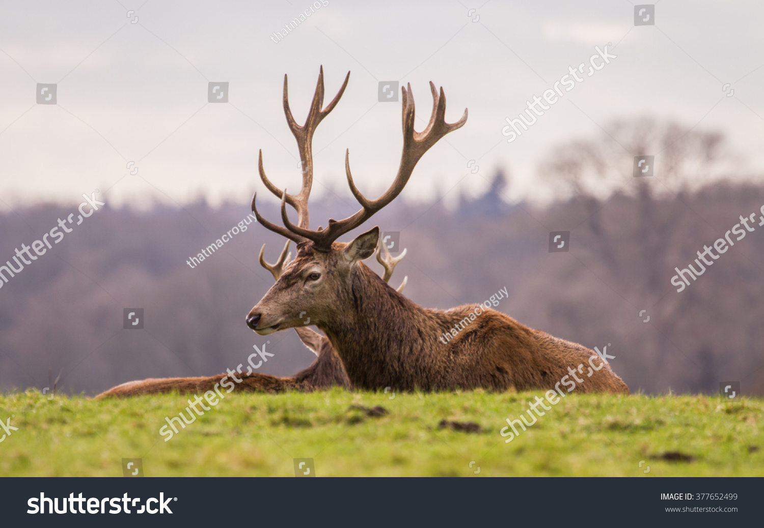 A herd of Red Deer (Cervus elaphus) stags relaxing in a deer park. #377652499