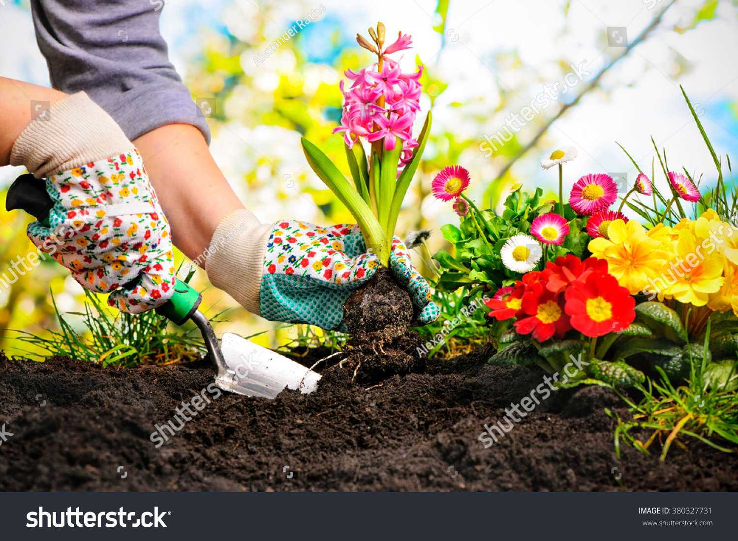 Gardeners hands planting flowers at back yard #380327731