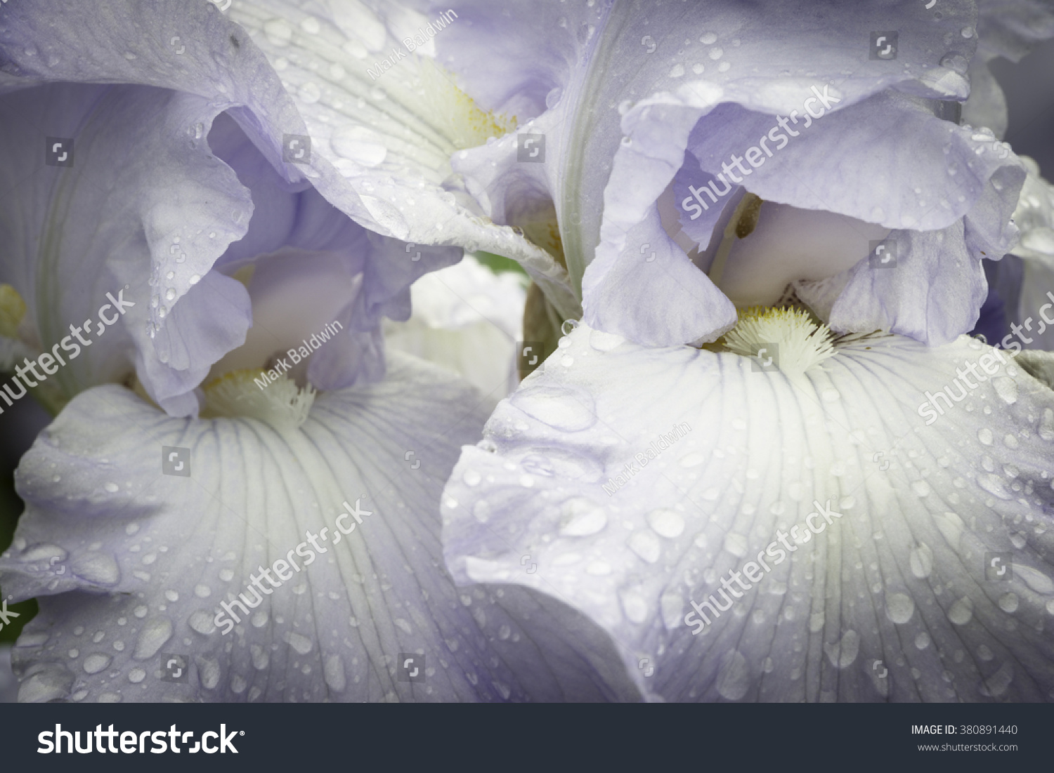 A close-up view of the beautiful petals of the bearded iris, still wet with water droplets after a spring shower. #380891440
