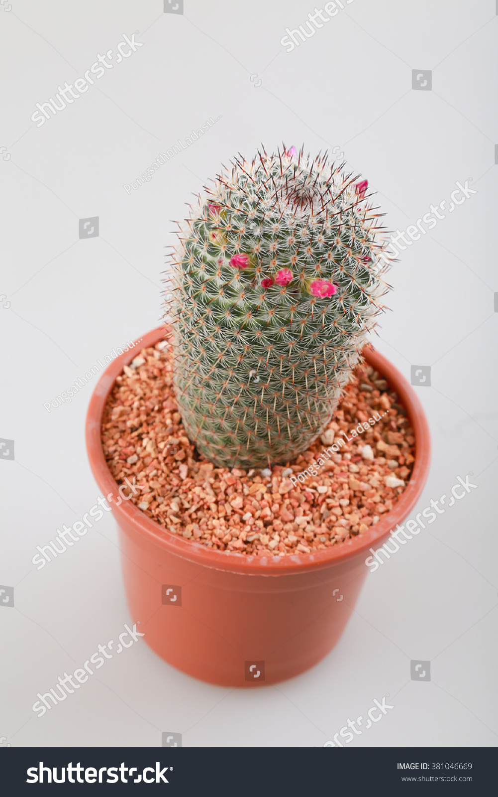 cactus with pot on white background #381046669