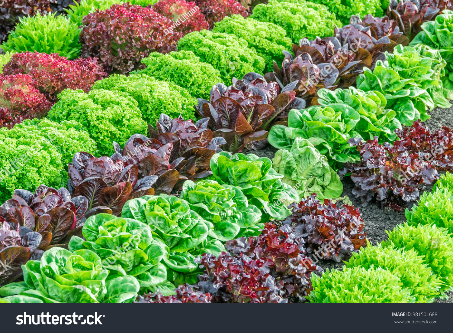 Lettuce harvest: a rainbow of colorful (colourful) fields of summer crops (lettuce plants), including mixed green, red, purple varieties, grow in rows in Salinas Valley of Central California. #381501688