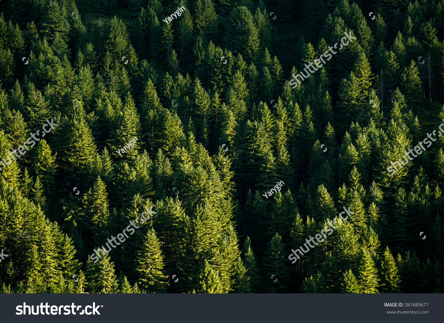 background pine wood wallpaper green forest top view.  #381689671